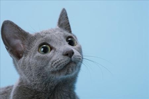 如何训练俄罗斯蓝猫不咬人 俄罗斯蓝猫训练之不咬人