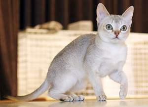 如何训练新加坡猫乖乖吃饭