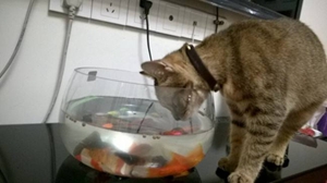 怎么训练猫咪不喝脏水 改变猫咪喝脏水习惯方法