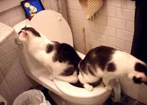 怎么训练猫大小便 训练猫上厕所视频介绍