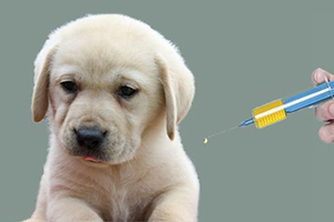 拉布拉多幼犬打疫苗表