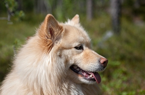 芬兰拉普猎犬发烧怎么治疗 芬兰拉普猎犬发烧治疗方法