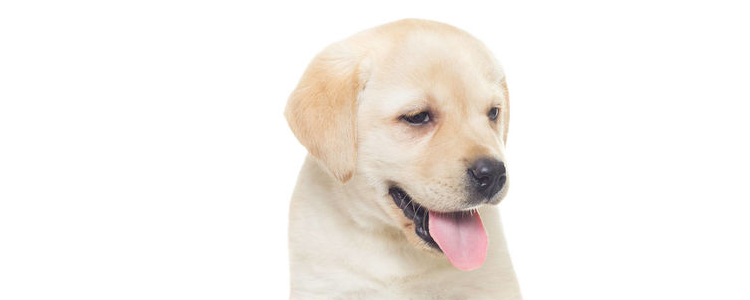 各种狗狗遗传病 常见宠物狗的几类遗传疾病