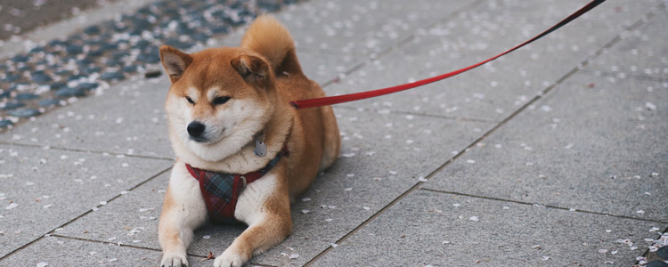犬骨炎怎么用药 犬骨炎需要截肢吗