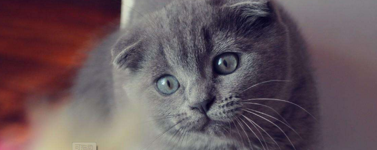 蓝猫能活多久 蓝猫能活多少年和你的饲养是息息相关的！