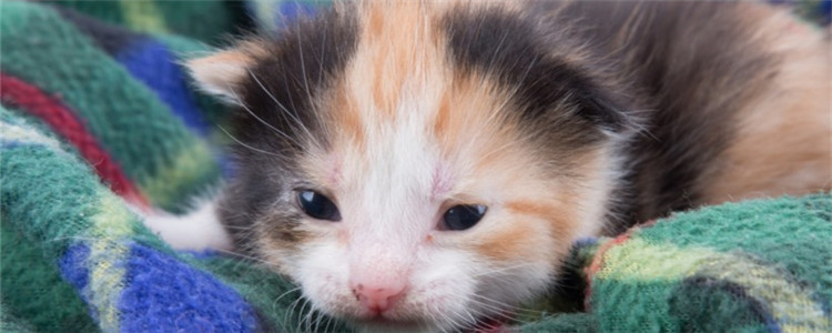 猫眼睛有白色分泌物 猫咪眼睛为什么会有大量分泌物