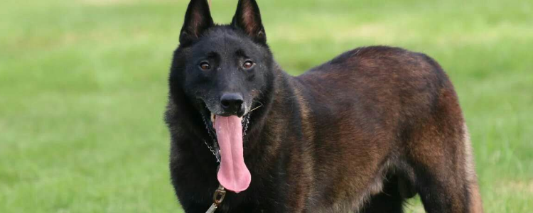 莱州红犬多大开始凶 这种莱州红犬猎犬你得多训练训练啊！