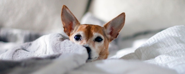 狗狗的耳朵血肿了怎么回事 狗狗耳朵血肿的症状及诊断