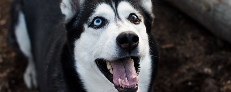 怎么预防狗狗牙结石 让狗狗拥有健康好牙齿