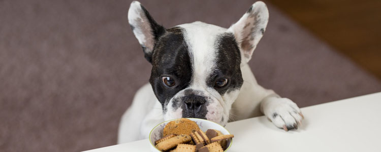 狗狗怎么喂食比较好 你家狗会护食龇牙咧嘴吗