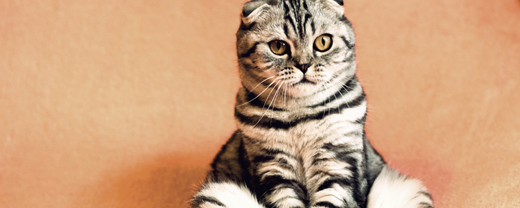 猫膀胱炎怎么治疗 多喝水对猫也适用