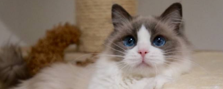 硼酸粉去猫的泪痕 硼酸粉对于猫咪泪痕还是有一点效果的！