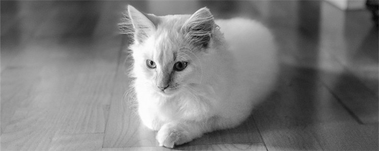 激光笔逗猫要注意什么 激光笔会对猫的眼睛造成伤害