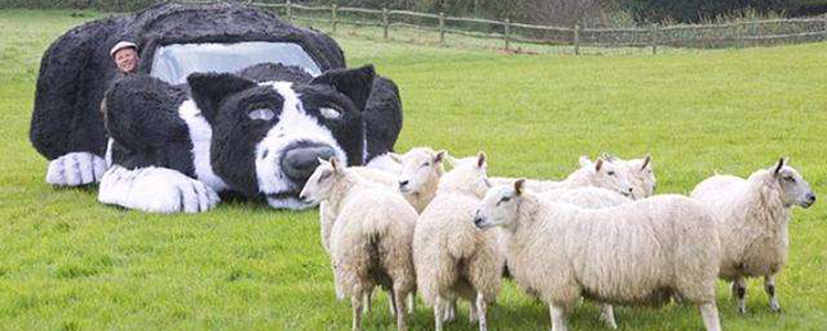 怎么训练牧羊犬放羊 放羊的狗如何养成