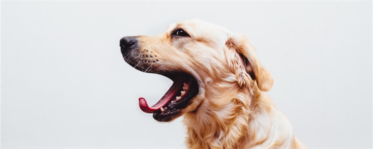 狗狗磨牙是什么原因 狗狗为什么要磨牙呢