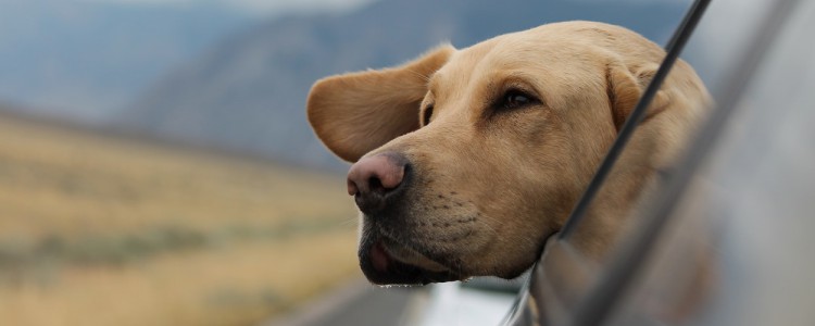 狗狗为什么晕车 有什么应对方法呢？