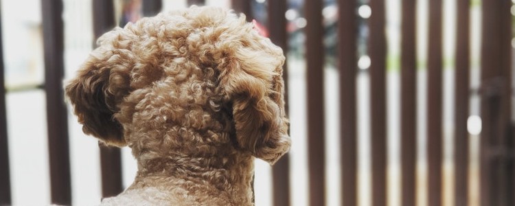 狗狗佝偻病的症状 狗狗佝偻病应该怎么办呀？