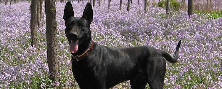 黑狼犬的优点和缺点 缺点是优点太多的狗
