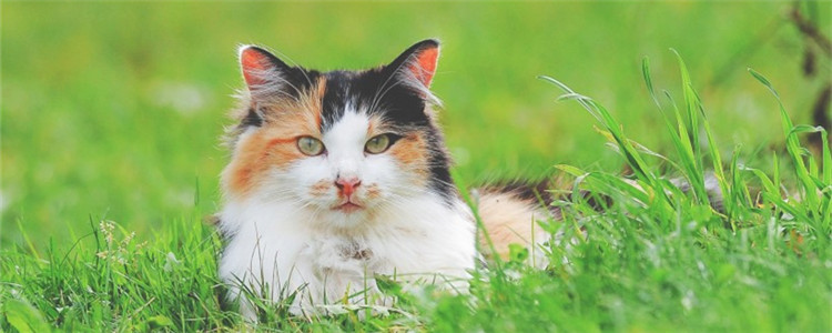 猫咪为什么喜欢吃海苔 猫咪可以吃海苔吗