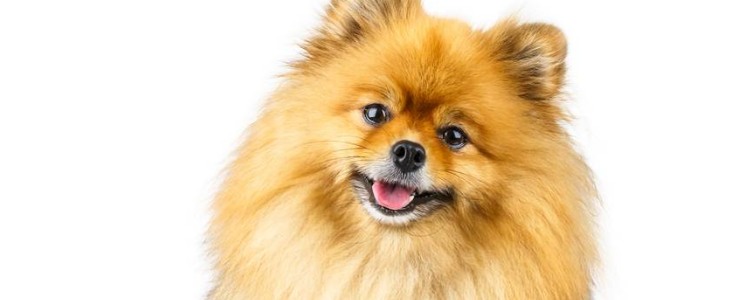 狗狗溢脂性皮炎的原因 狗狗脂溢性皮炎怎么治