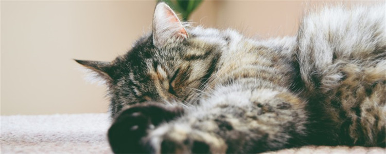 猫腹膜炎是什么 猫腹膜炎分为湿型和干型