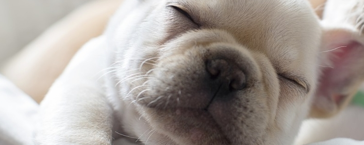 狗狗咳嗽是什么原因 最全面的狗狗咳嗽原因分析