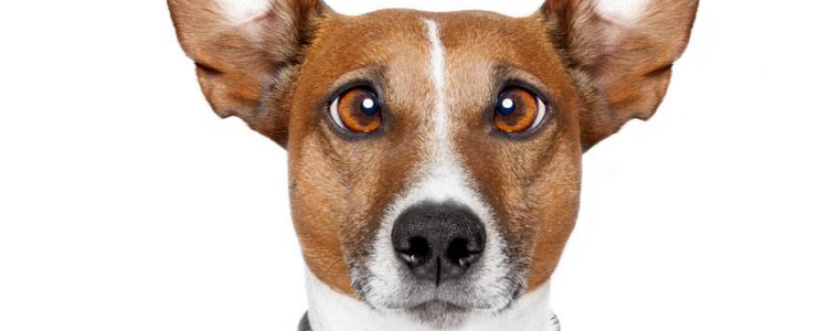 狗狗肠胃炎的病因和症状 如何能预防治疗狗狗肠胃炎