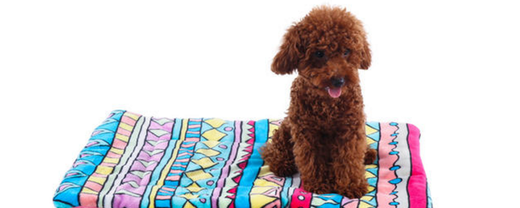 狗垫的好处 正确使用狗垫可以有这么多好处！