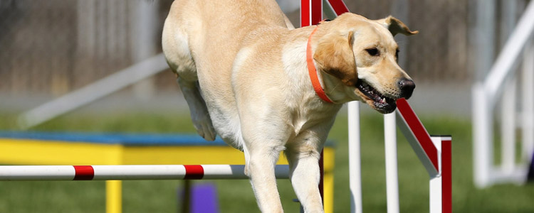 狗狗怎么参加赛级比赛 赛级犬养成训练手册