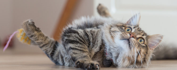 猫绝育后注意事项 科学护理加速恢复