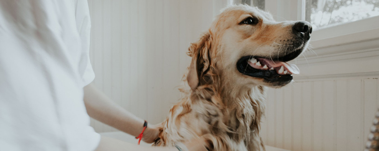 狗狗肛门腺化脓怎么办 你有帮狗狗定期清洁肛门腺吗