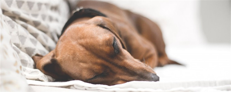 狗狗咳嗽代表什么 狗狗咳嗽可能是疾病的前期征兆