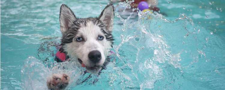 怎么训练狗狗游泳 夏日解暑有方法