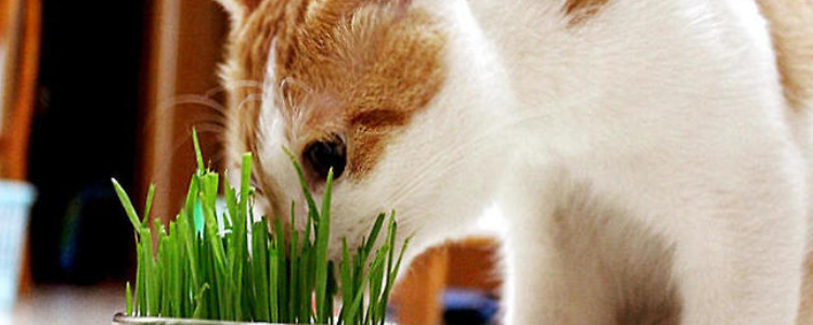如何避免家里的猫破坏植物