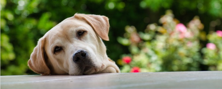 狗狗肺炎症状有哪些 狗狗咳嗽不能忽视