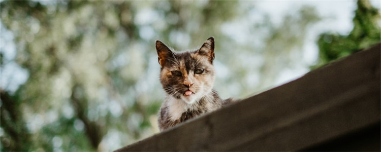 怎么给猫驱蚊 驱蚊产品对猫咪有危害吗