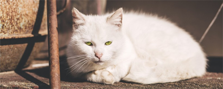 猫蠕形螨是什么 猫蠕形螨的症状是什么