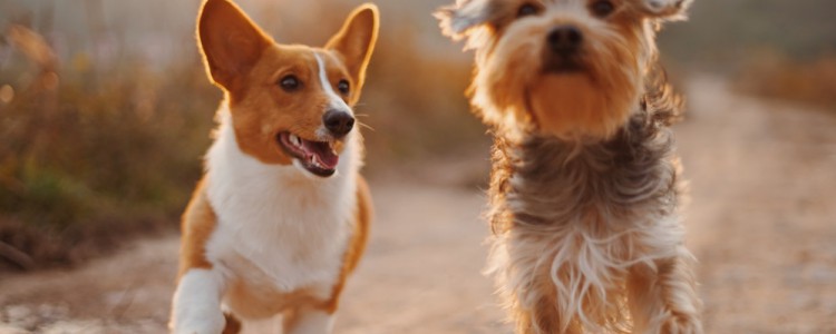狗狗身上有狗味是怎么回事 狗狗体臭的六点常见原因