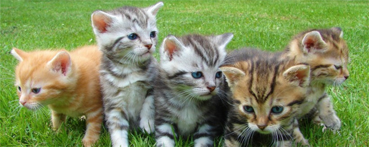 猫薄荷是什么东西 猫薄荷对猫咪的身体有危害吗