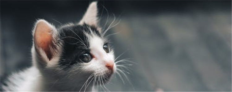 猫咪为什么会得结膜炎 猫咪得结膜炎的原因你知道了吗