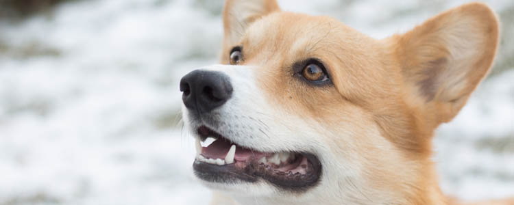 柴犬呕吐的原因分析 引起柴犬吐的原因是什么