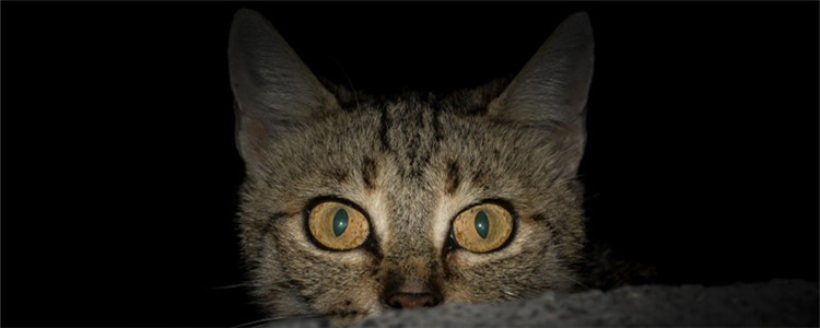 什么是应激反应 猫咪应激反应有哪些症状