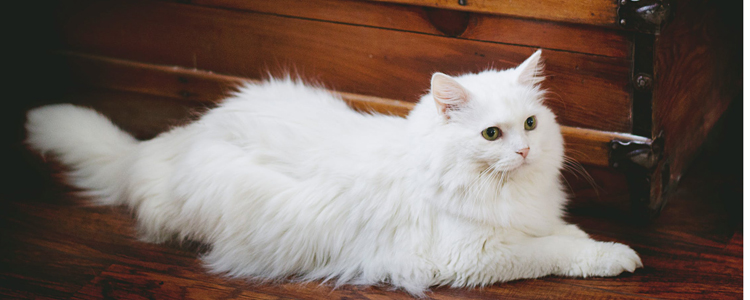 白猫不能多晒太阳 猫咪也需要防晒
