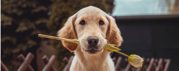 狗狗年老的护理方式 宠物狗眼口耳鼻的护理方法