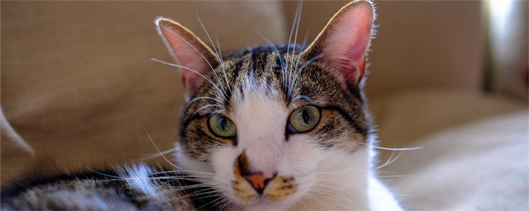猫咪乳房有硬块 猫咪是得乳腺癌了吗