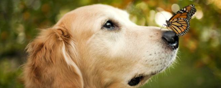金毛有眼屎是什么原因 狗狗身体可能出现疾病了哦