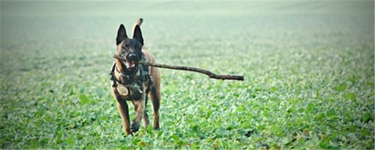 军犬有哪些品种 作为军犬的狗狗你知道几种
