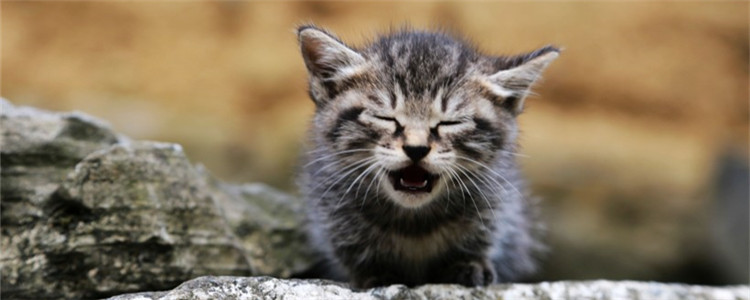 猫咪脾气暴躁是怎么了 猫咪是到了更年期吗