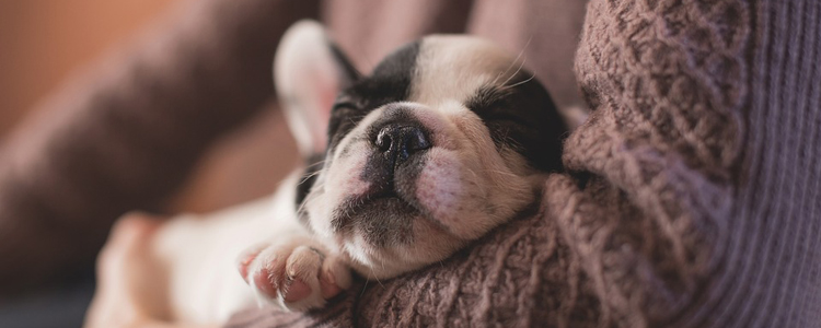 狗狗睡觉会做梦嘛 科学证实是会做梦的喔！
