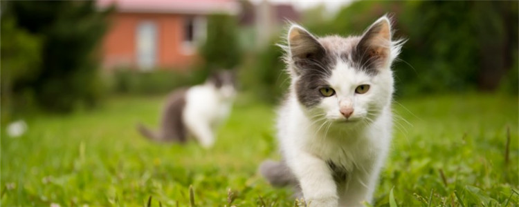 猫软骨病是怎么引起的 猫软骨病的症状是什么